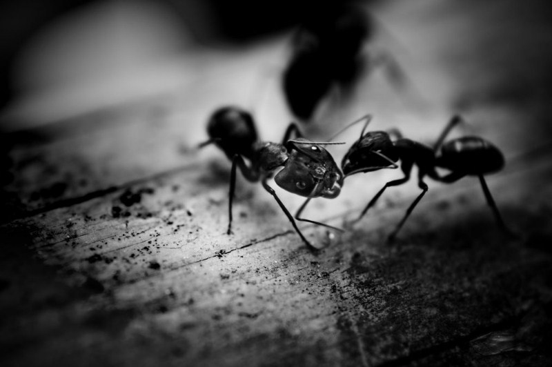Mravi IzUsta