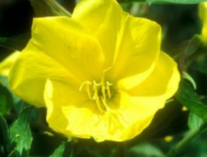 Supruznici Posuda Cvijeca