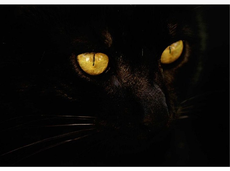 prva crna maca