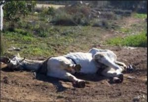 Kobila Keramet Allah